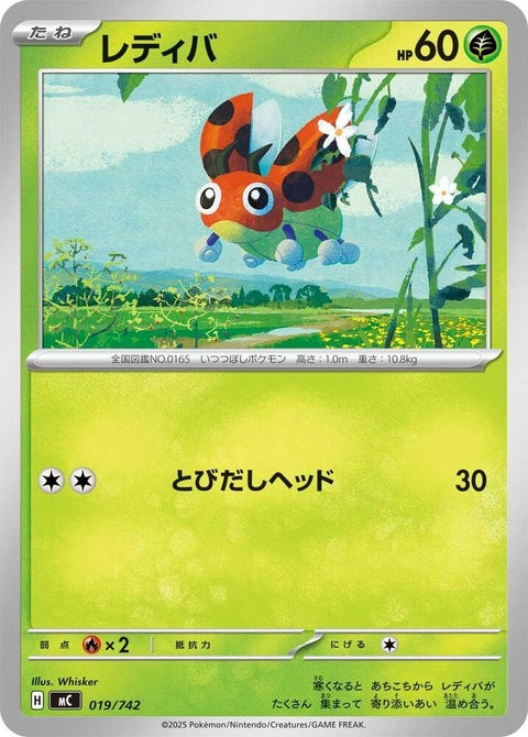 19-ledyba