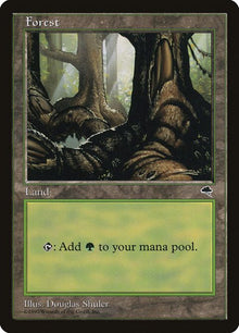348-forest